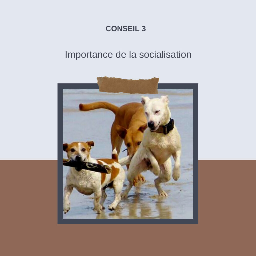 Importance de la socialisation éducation canine