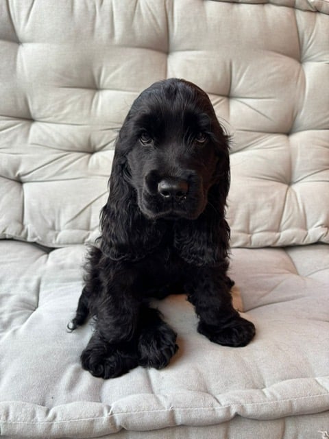 education-chiot-jarrie