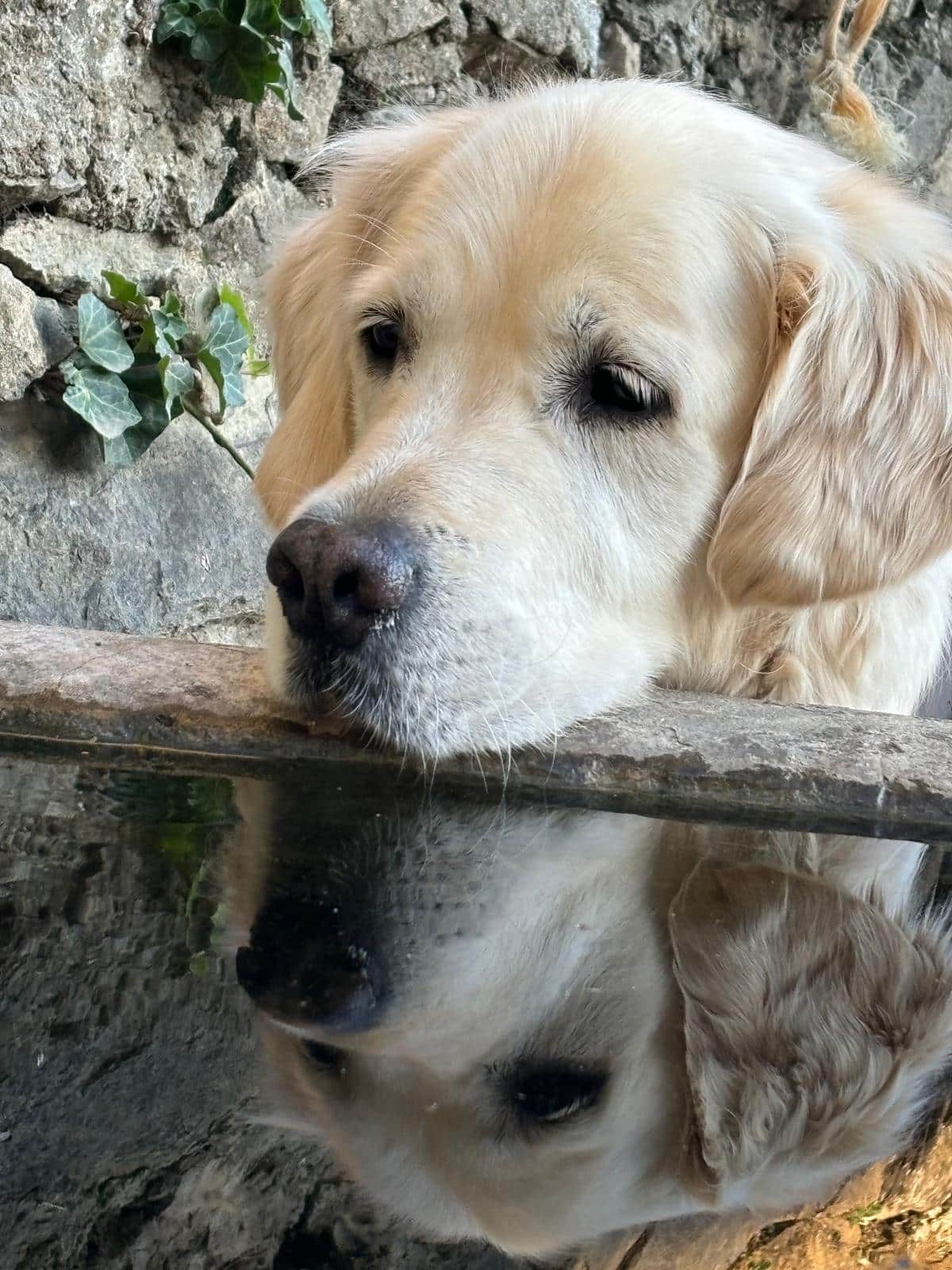 eduquer-chien-methode-positive-jarrie