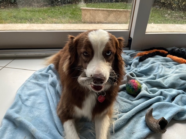 nourrir-son-chien-jarrie