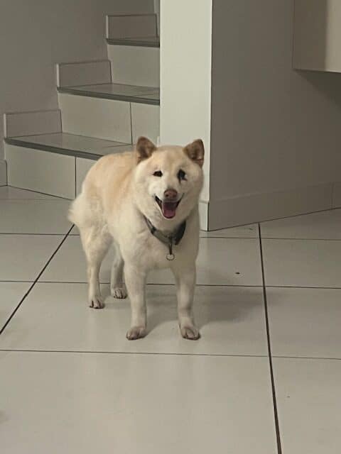 pathologies-du-chien-et-education-jarrie