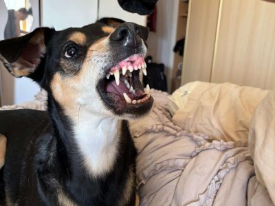 chien-qui-grogne-education-chien-jarrie